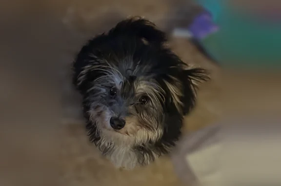 Lost dog, Adams Avenue, 742, Philadelphia - small black and white female - photo