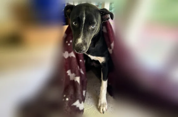 Lost female dog, Arbor Crest Boulevard, Nashville - black lab pitbull husky mix - photo