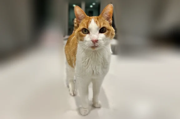 Lost cat, East Wilbur Lane, Eagle Mountain - orange and white with different colored eyes - photo