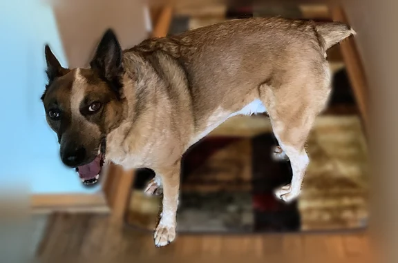 Lost dog, Gary, Indiana - male, not friendly - photo