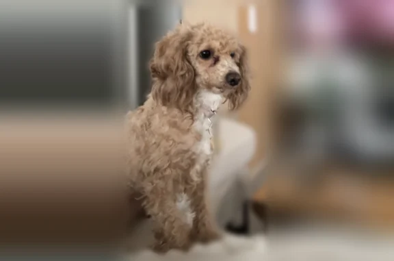 Lost dog, Marine Parade Drive, 58, Toronto - brown/beige color - photo