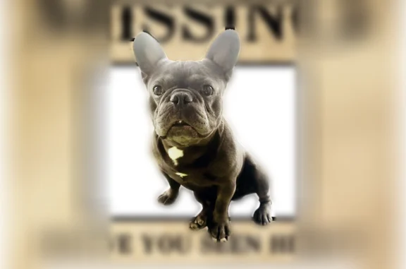 Lost dog, East Nevada Avenue, Las Vegas - gray male - photo