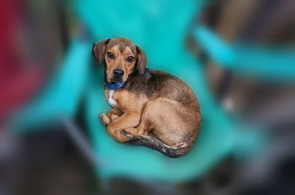 Lost female dog, Hunters Ridge Way, John Sevier - distinct crest color - photo