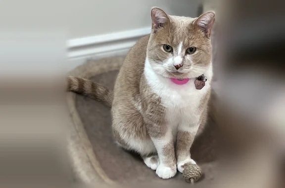 Lost male cat, Clancy Drive, Toronto - orange/buff and white, friendly - photo