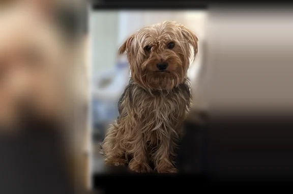 Lost dog, South Hoxie Avenue, Chicago - small brown puppy - photo