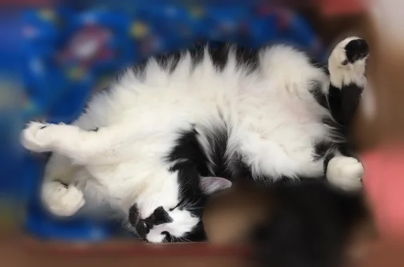 Lost cat, Hornaday Road, Brownsburg - male with unique nose mark - photo