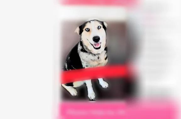 Lost female dog, Anderson Loop, Elmendorf - Husky with blue merle coloring - photo