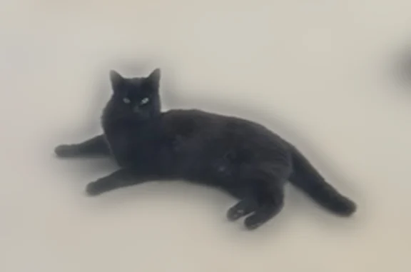 Lost cat, Lewis Road, Calhoun - black female with a white spot - photo