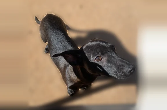 Lost male dog, North Sage Brook Road, Oro Valley - black with a blue collar - photo