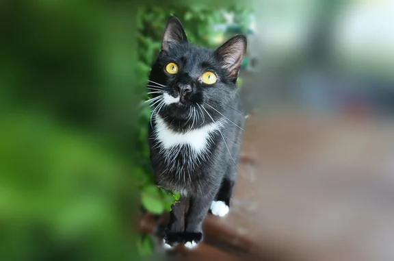 Lost cat, Wilson Avenue Northwest, Walker - tuxedo with a half white mustache - photo