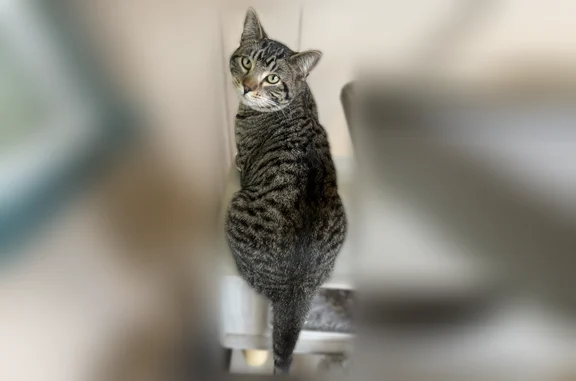 Missing cat Moorpark, photo: Lost cat, Fair Oaks, 8318, Epworth, Moorpark - very friendly male