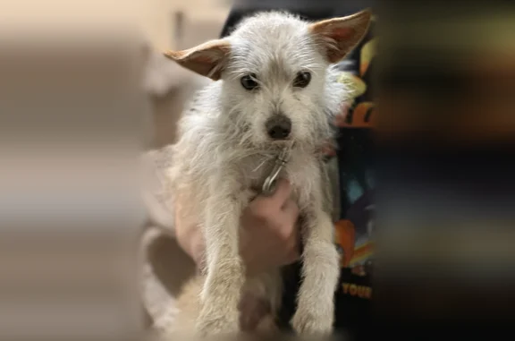 Lost and found pets Grand Prairie, photo: Found dog, North Bagdad Road, 630, Grand Prairie - male with a key chain on collar