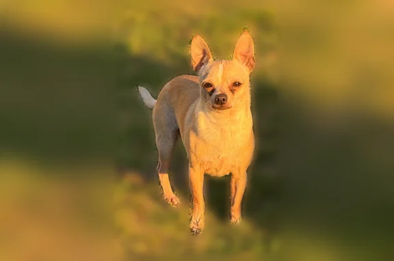 Lost and found pets Portland, photo: Lost male dog, South Star Lake Road, Federal Way - small chihuahua