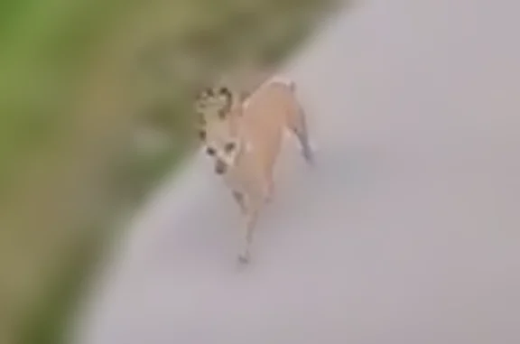 Lost dog, Streetsboro, Bridgeville - female chihuahua - photo