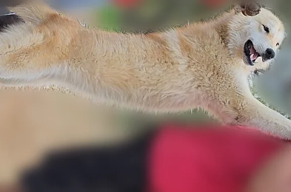 Lost female dog, Rattlesnake Trail, Belton - cream orange with white shading - photo