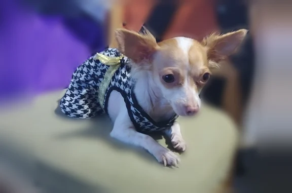 Lost dog, East 58th Street, 1192, Los Angeles - female Chihuahua - photo