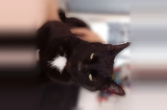 Lost cat, County Road 150, Arlington - male with a white patch - photo