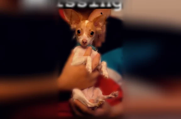 Lost dog, East 58th Street, Los Angeles - female chihuahua - photo