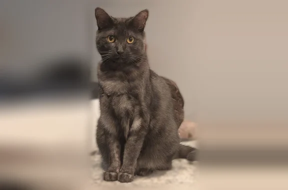 Lost and found pets The Colony, photo: Lost cat, Plano Parkway, The Colony - female with smoke coat