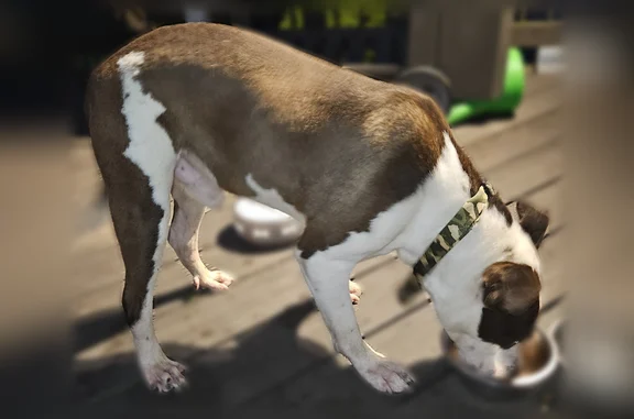 Found dog Ypsilanti, photo: Found dog, Merritt Road, Ypsilanti - male with camouflage collar