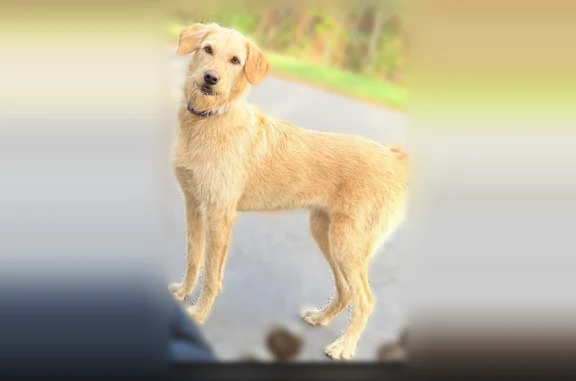 Found female dog, Valley, Birmingham - high energy and house trained - photo