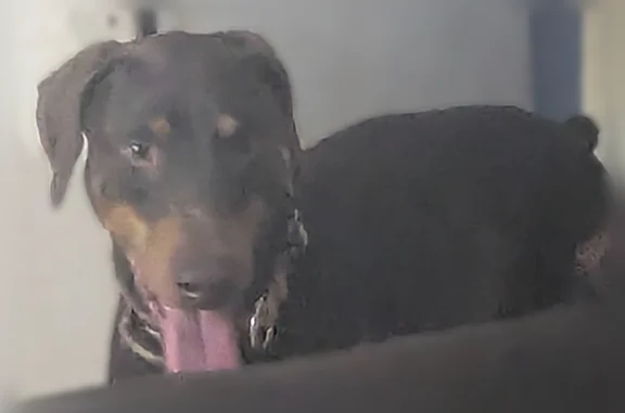 Lost dog, Dorning Road, Toney - red Doberman with an orange collar - photo