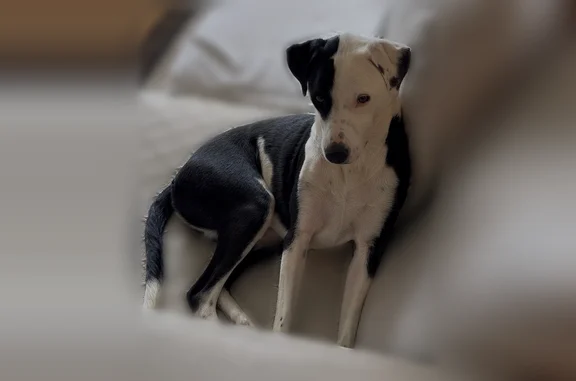 Lost dog, Zuni Court, Westminster - female black and white pointer mix - photo