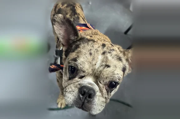 Lost dog, North Kedzie Avenue, 539, Chicago - energetic Merle color - photo