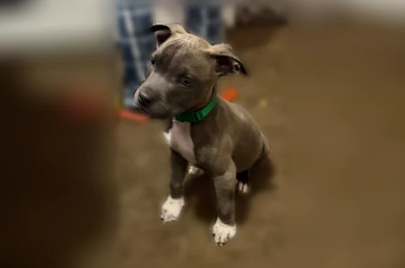 Lost male dog, Eatonton, Georgia - 4 months old - photo