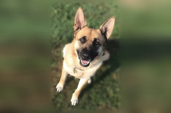 Lost female dog, Capital Avenue Northeast, Battle Creek - German Shepherd - photo