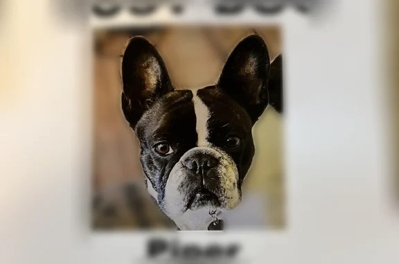 Lost dog, Lake Durango Drive, Durango - female French bulldog - photo