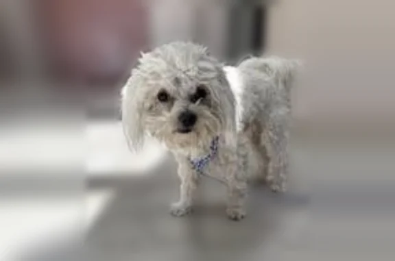 Lost and found pets Las Vegas, photo: Lost dog, North Lamb Boulevard, Las Vegas - female bichon mix