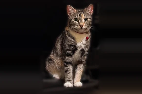 Lost cat, East 22nd Street, 460, Brooklyn - female with a deformed paw - photo