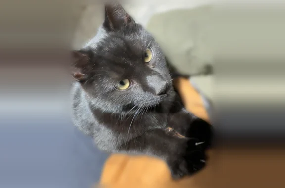 Missing cat Elmer, photo: Lost cat, Husted Station Road, Upper Deerfield Township, Elmer - young male, all black