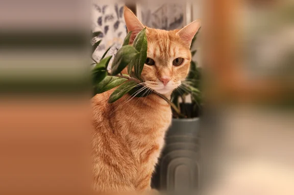 Lost cat, West 7380 South, West Jordan - orange tabby, male - photo
