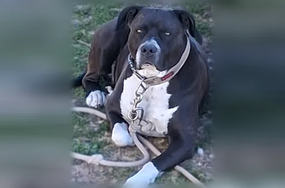 Lost male dog, Rockbridge, Missouri - black coat with white chest and camo collar - photo