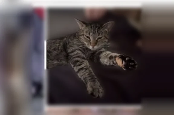 Lost cat, North Park Avenue, Springfield - female with black paws - photo