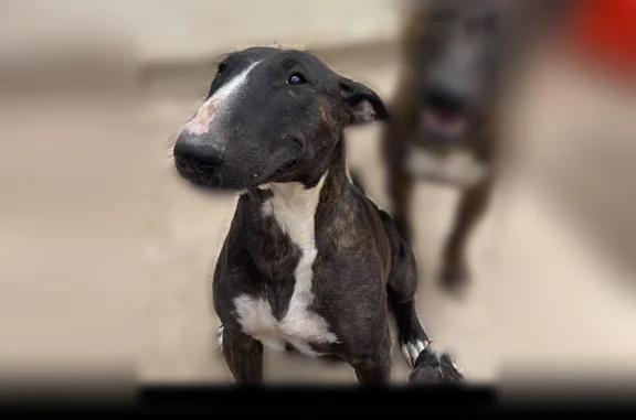 Lost male dog, Irwin Drive, San Antonio - photo