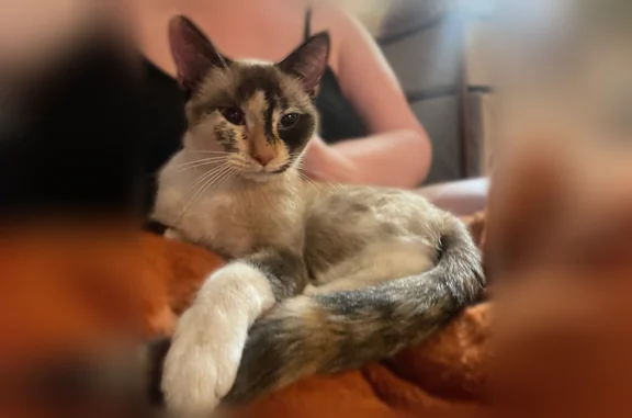 Lost and found pets Minneapolis, photo: Found cat, Park Avenue, Minneapolis - very friendly