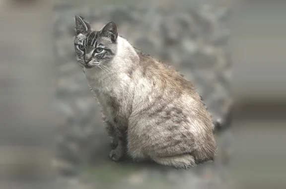 Lost female cat, Pine Street, Longview - Siamese Linx point with bad vision - photo