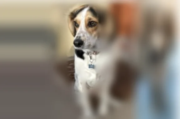 Lost dog, Round Bottom Road, Milford - 5 year old female beagle mix - photo