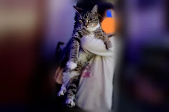 Missing cat Riverside, photo: Lost cat, Greenacres Road, Riverside - female with purple collar