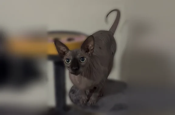 Missing cat Eugene, photo: Lost female cat, Wagner Street, Eugene - black hairless with green eyes