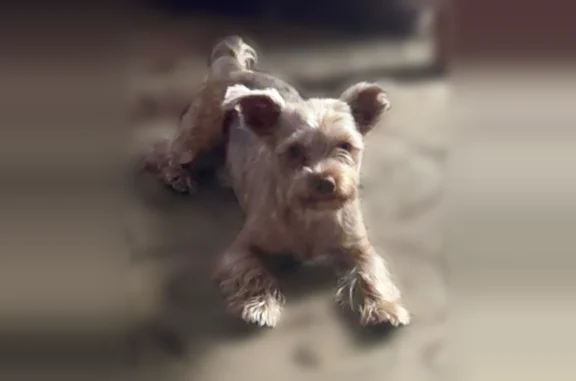 Missing dog Oklahoma City, photo: Lost dog, Oklahoma City, Oklahoma - Merel with light tan fur