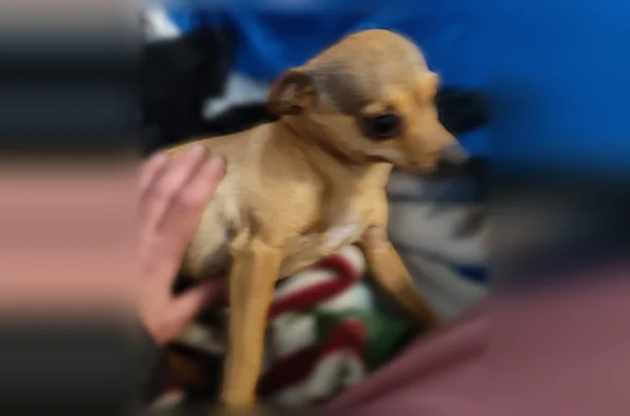 Lost dog, Birch Street, 503, Anaconda - photo