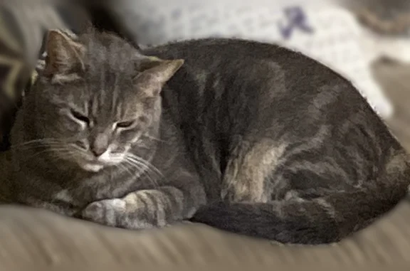 Lost and found pets Birmingham, photo: Lost cat, Old Rocky Ridge Road, Birmingham - grey with cream swirl accents