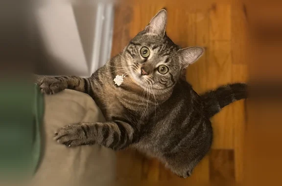 Missing cat Manhattan, photo: Lost cat, Edgecombe Avenue, 401, Manhattan - female tabby with a yellow bee collar
