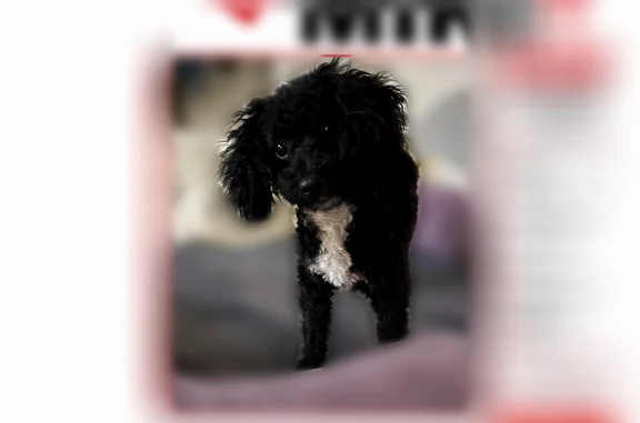 Lost and found pets Atlanta, photo: Lost dog, Sandy Springs, Atlanta - female Toy mini poodle