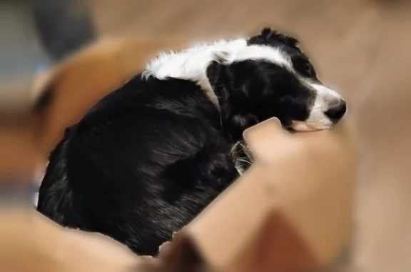 Lost dog, Oregon Street, Gooding - male border Collie mix - photo