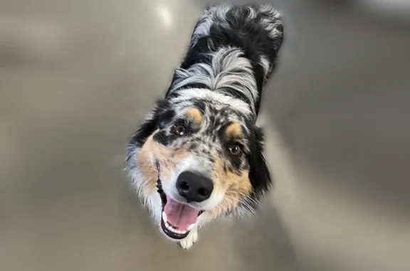 Lost dog, Biverton, Swansea - super sweet boy - photo